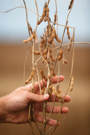 Farmer 's hand showing soybean plant.の写真素材