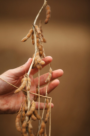 Hand showing ready soybean plant to harvest.の写真素材