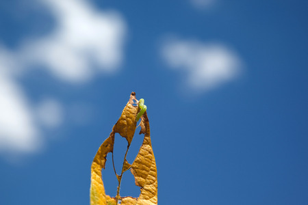 Helicoverpa caterpillar eating leaf in soybean planting. Mato Grosso State - Brazilの写真素材