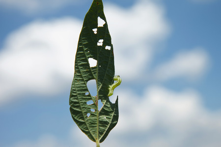 Helicoverpa caterpillar eating leaf in soybean planting. Mato Grosso State - Brazilの写真素材