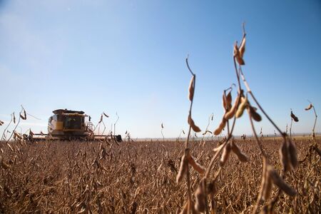 Soybean planting during the harvest. - Mato Grosso State - Brazilの写真素材