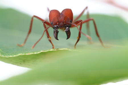 Leaf Cutter Ant walking on green leaf. Macro photography.の写真素材
