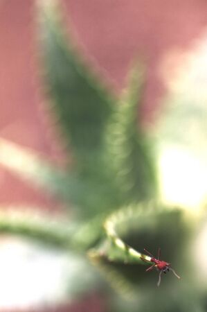 Large ants on green leaf.. Macro photography.の写真素材