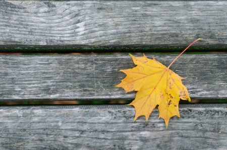 Leaf on the wood textureの写真素材