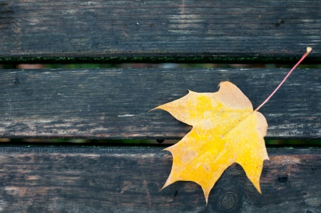 Leaf with water drops on wet boardsの写真素材