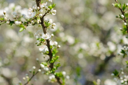 Cherry blossomの写真素材