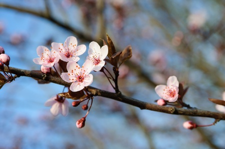 Cherry blossomの写真素材