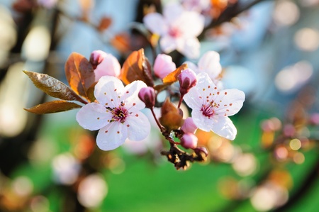 Cherry blossomの写真素材
