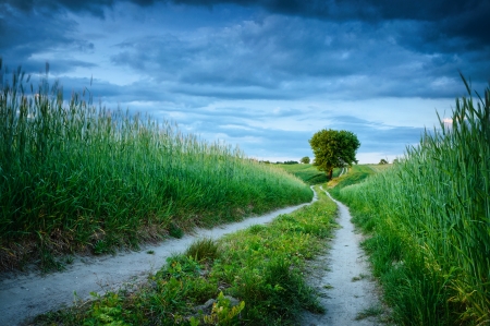 Road to the lonely treeの写真素材