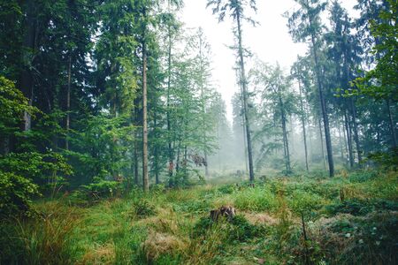 Mystic foggy forest landscape.