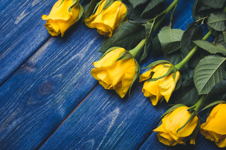 Yellow roses flowers on blue grunge wood.の写真素材