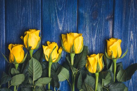Yellow roses flowers on blue grunge wood.の写真素材