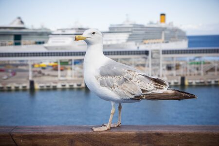 Seagull on ferry in the port closeup.の写真素材