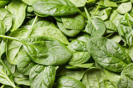 Fresh green spinach leaves background.の写真素材