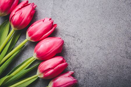 Pink tulips flowers on gray rock surface.の写真素材