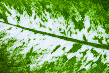 Green and white natural leaf closeup macro pattern background.の写真素材