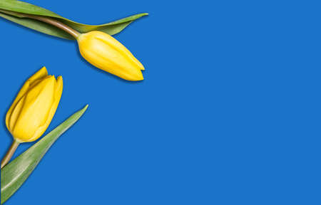 Yellow tulips isolated on blue design background.の写真素材