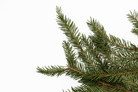Green needle branch in studio isolated on white. Empty copy space christmas background.の写真素材