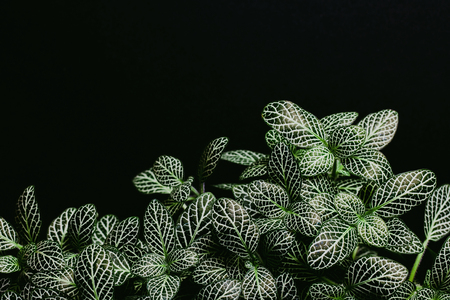 Green leaves plant isolated on black studio background.の写真素材