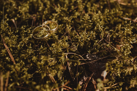 White gold wedding rings on moss forest ground background.の写真素材
