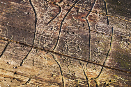 Woodworm borer tunels pattern. Dead tree infested by larvas macro surface texture.の写真素材