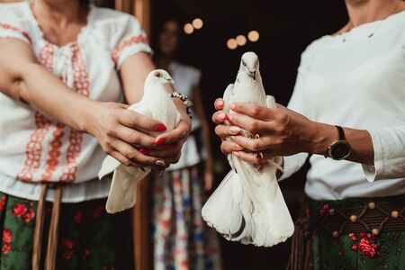Two white pigeons in hands just before being set free in the air.の写真素材