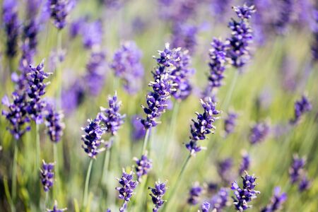 Lavender flower green meadow summer background.の写真素材
