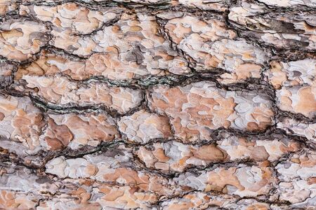 Grunge old tree bark brown wood texture. Natural forest pattern background.