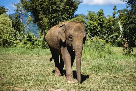 Elephant in thailand jungle. Wild animal in natural enviroment. Sunny day exotic landscape.
