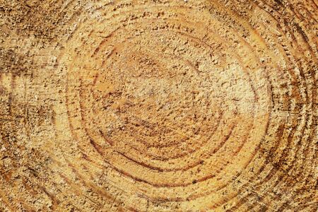 Cut tree cross section age rings texture. Forest wood natural background.の写真素材