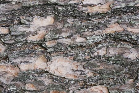 Grunge old tree bark brown wood texture. Natural forest pattern background.