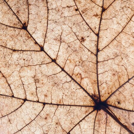 Autumn brown maple leaf texture. Detailed natural vein pattern background.