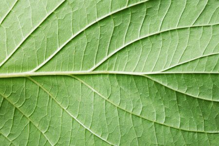 Green leaf veins texture. Natural enviroment vibrant pattern background.の写真素材
