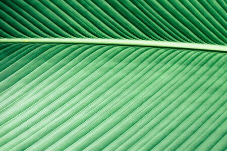 Green natural leaf pattern background. Holiday in Thailand exotic texture for graphic design.の写真素材