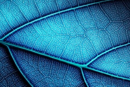 Abstract modified color blue leaf texture. Vein grid net closeup background.