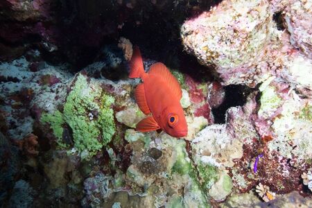 Google eye snapper fish. Big eye red fish around coral reef. Red Sea Diving. Underwater world scuba...