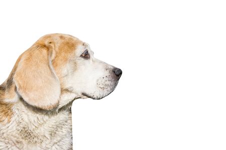 Beagle dog look to the side. Domestic animal watching. Empty copy space isolated on white...