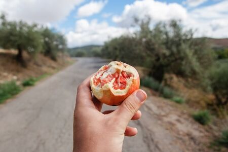 Pomegranate fruit in hand. Holding juicy fruit while walking down the road. Spain wild growing pomegranates by the road. Sweet snack energy for a long walk on the way to Caminito del Ray near Malaga.の写真素材