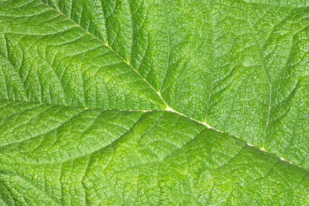 Burdock leaf texture. Vibrant color green nature eco pattern. Leaf vein structure background. Wild...