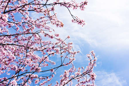 Cherry blossom tree. Pink color flower flakes outdoor background. Blue cloudy sky spring season in...