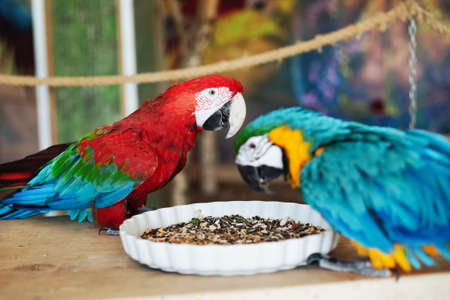 The scarlet macaw bird. Ara macao animal. Two red twin birds sitting on a wooden construction. Zoo...