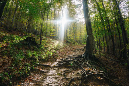 Sunlight in forest. Shiny sun ray through trees. Bieszczady National Park in Poland landscape. Autumn mountain trekking. Rural scenery background. Hiking trail on the hill. Tree roots on the ground.の写真素材