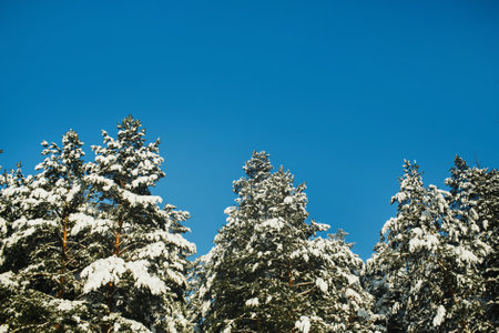 Winter forest landscape. Snow in forest. Cold winter weather. Coniferous forest background. Blue sky...