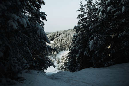 Winter forest landscape. Snow in forest. Cold winter weather. Coniferous forest background. Sunlight through the trees. Sunset landscape. Sunrise sun shining. Warm color nature background.の写真素材