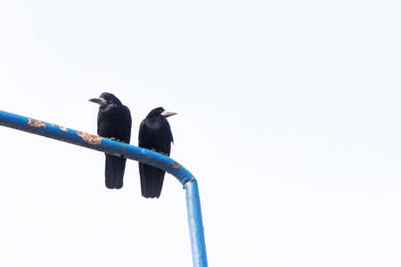 Jackdaw bird on street light. Black common raven. Two birds sitting on lantern. Couple sitting together. City animals wildlife.の写真素材