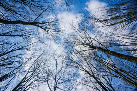 Winter park background. Autumn leafless tree texture. Tree tops from below. Tree branch isolated on blue cloudy sky. Leafless tree branch. Cold season woods texture. Trees with no leaves.の写真素材