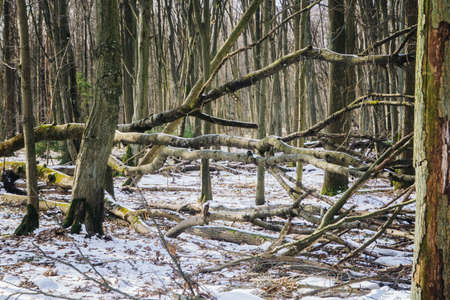 Fallen tree in park. Winter forest landscape. National Park after storm. Nature reserve background....