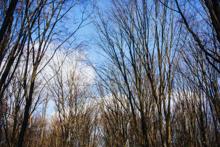 Winter park background. Autumn leafless tree texture. Tree tops from below. Tree branch isolated on...