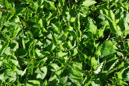 Wild growing nettle background. Green herb texture. Medicinal healthy leaves. Nettle leaf. Vibrant color outdoor garden pattern. Healthy herbal tea plant.の写真素材