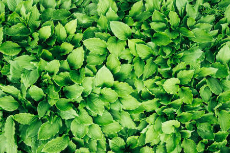 Foliage background. Leaf texture.の写真素材